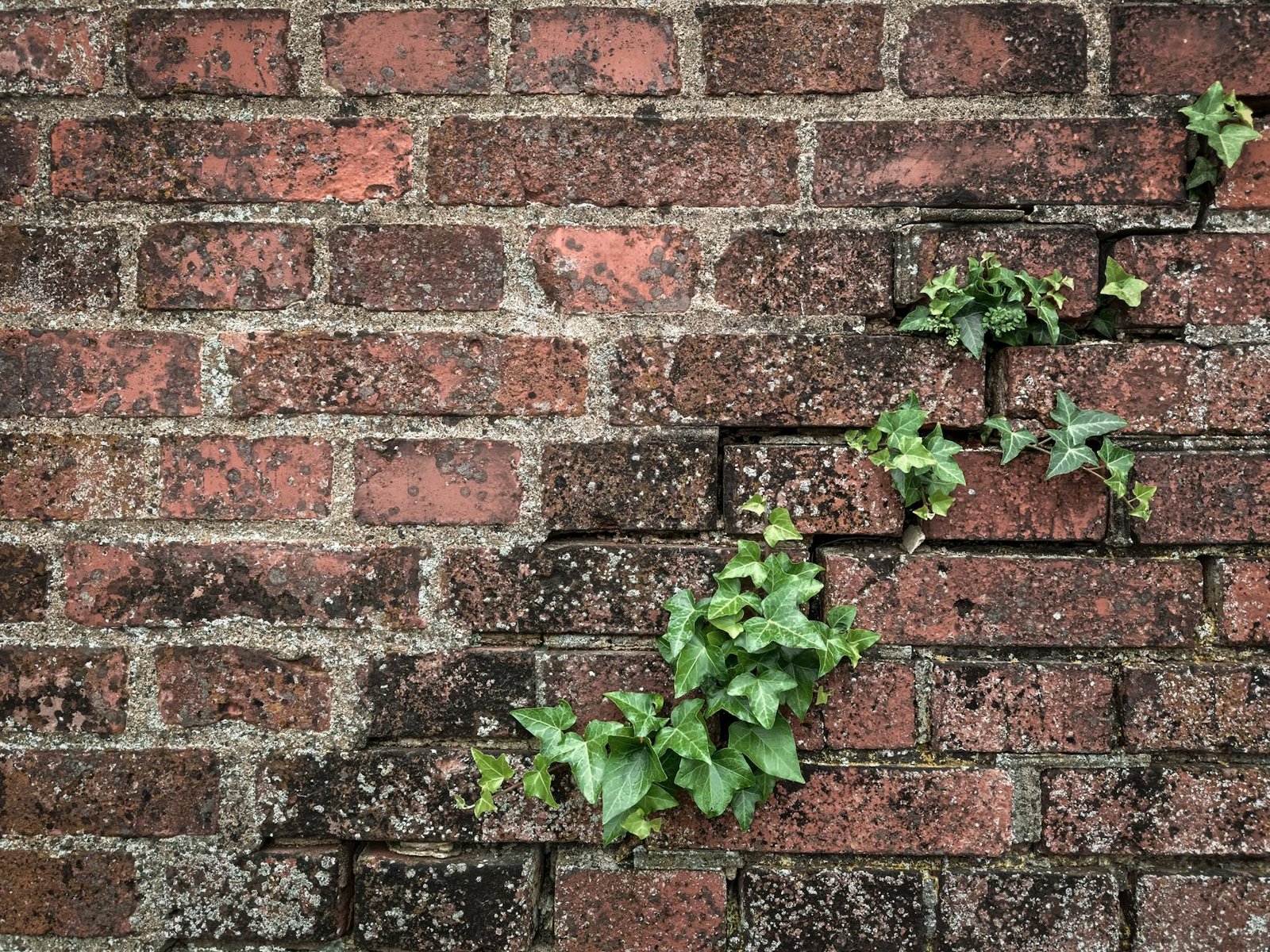 Green ivy leaves creeping over an aged and cracked brick wall, showcasing nature's resilience.