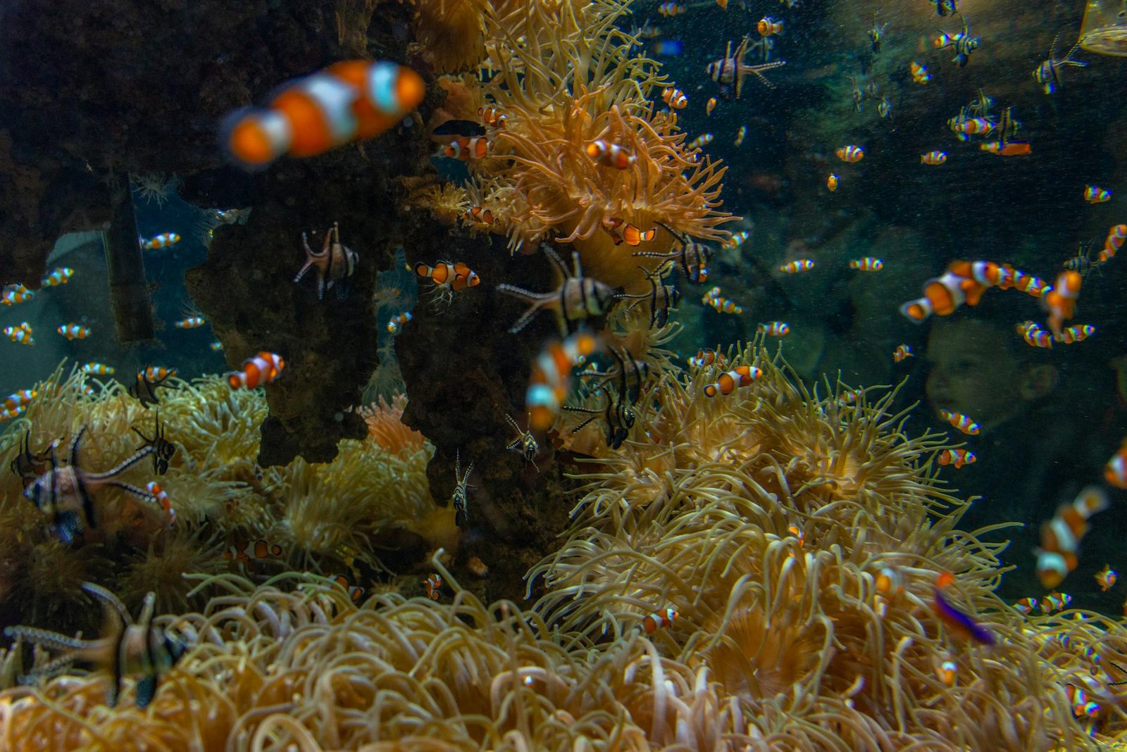 Bright clownfish among colorful coral in a vivid underwater aquarium scene.