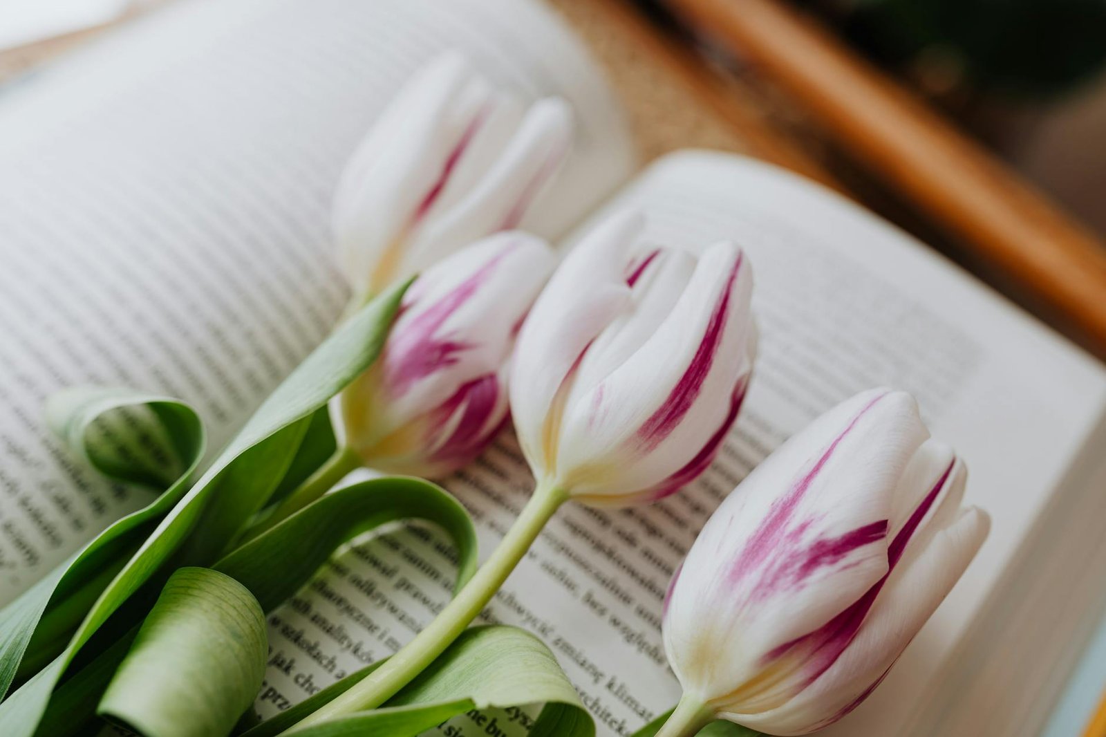 From above spring tulips arranged together on open book with blurred text in floral shop