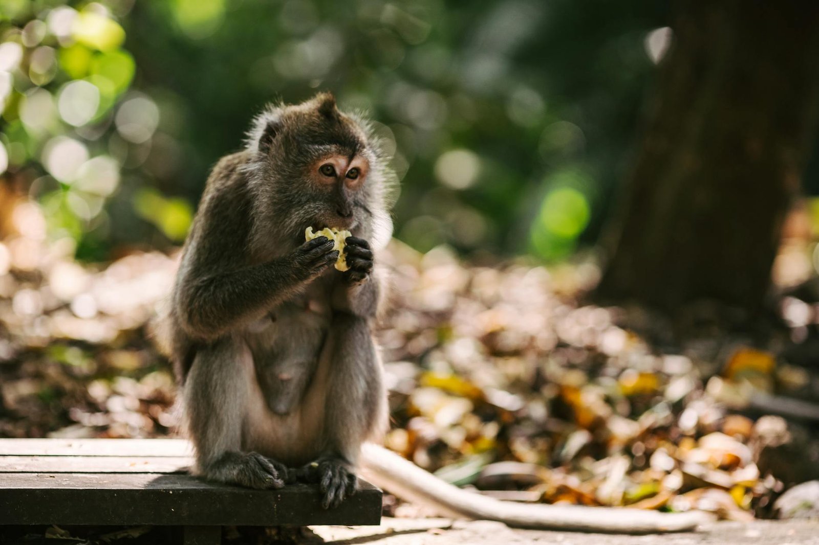 A monkey sits in a forest, enjoying a piece of fruit in its natural habitat.