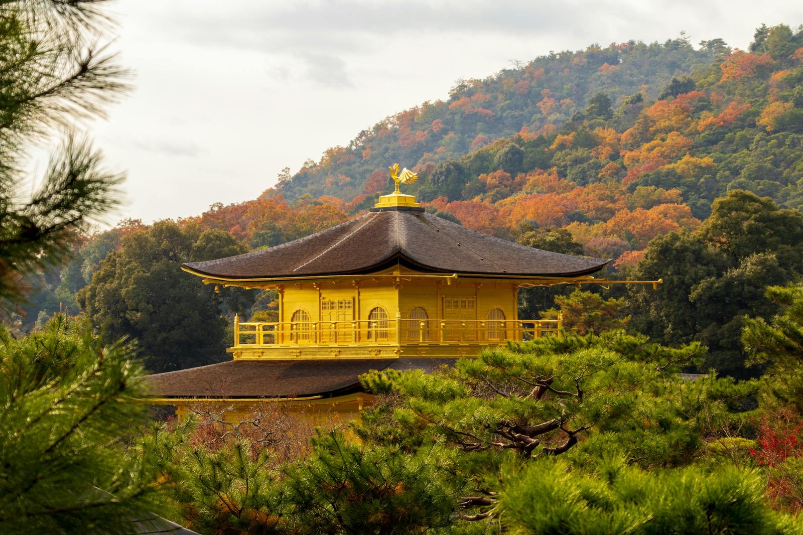 Kinkaku-ji Temple surrounded by vibrant autumn foliage in Kyoto, Japan.