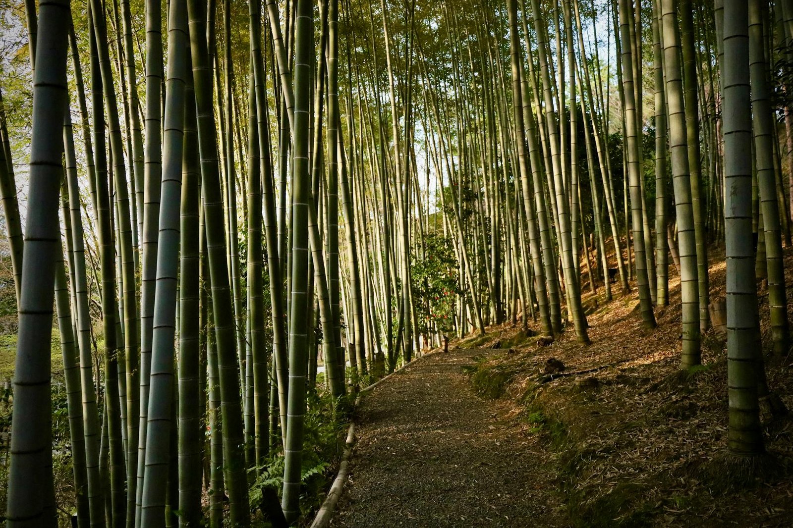 Explore the tranquil beauty of a bamboo forest pathway in Kyoto, Japan, capturing serenity and nature.