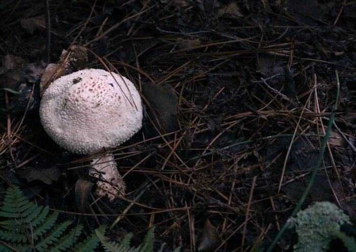 Close-up of a mushroom on a forest floor with fallen leaves and pine needles.