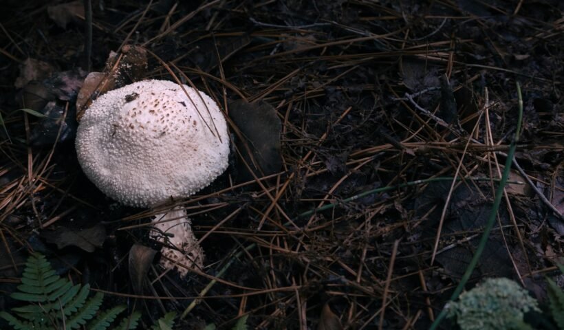 Close-up of a mushroom on a forest floor with fallen leaves and pine needles.