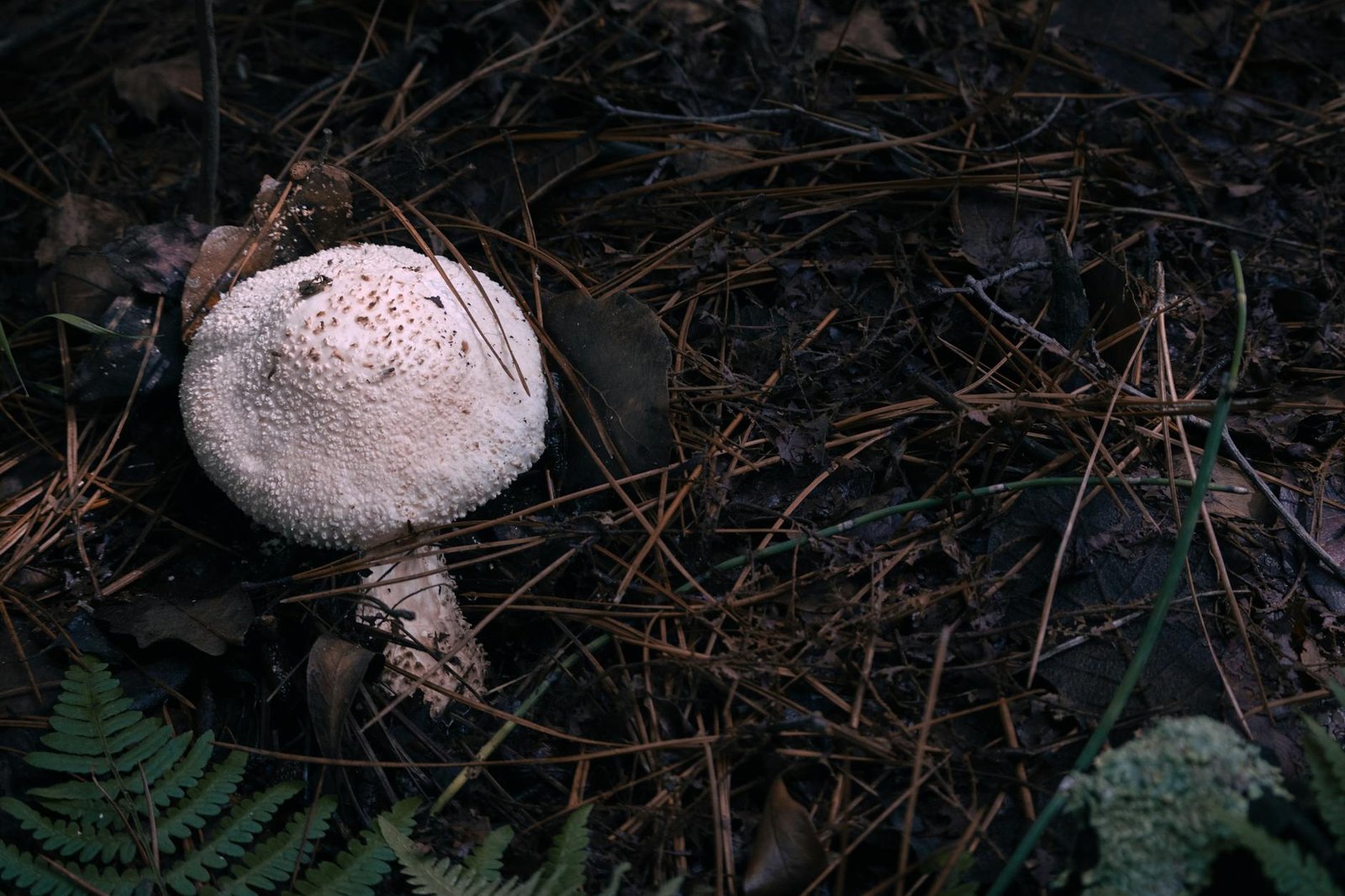 Close-up of a mushroom on a forest floor with fallen leaves and pine needles.